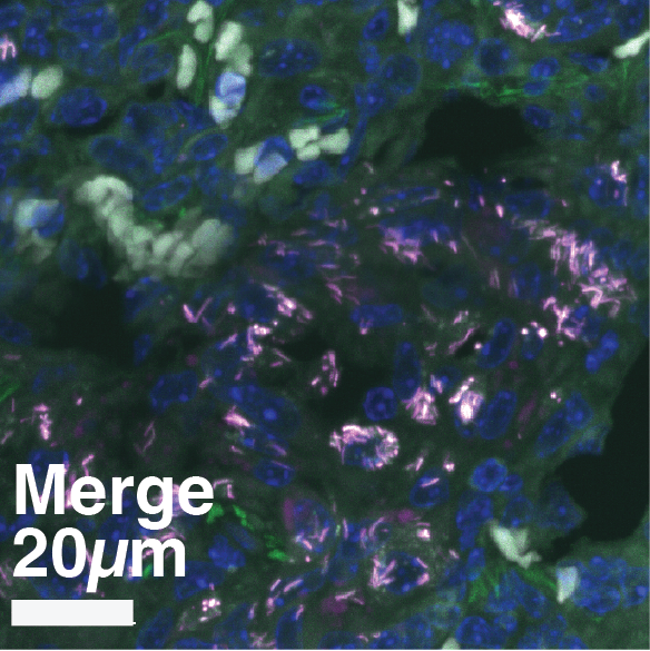 Supplementary Figure S9C Merge